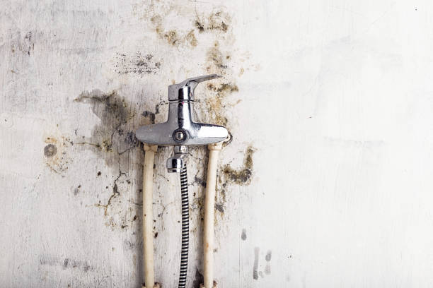 Best Mold Remediation for Specific Building Types in South Charleston, WV