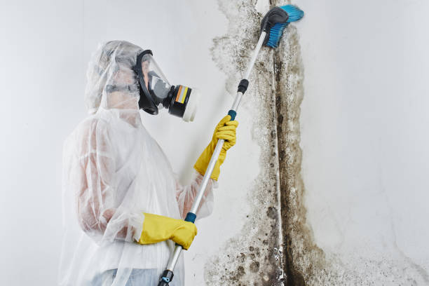 Best DIY Mold Remediation Support Services in South Charleston, WV