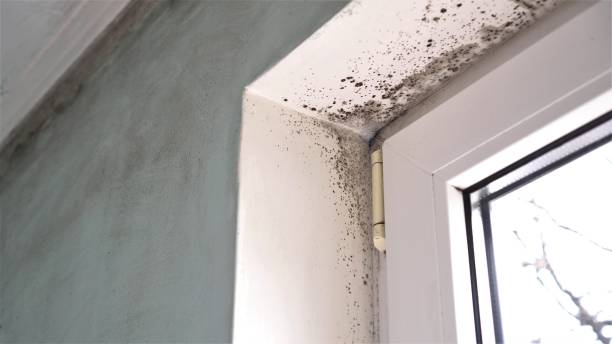 Best Basement Mold Remediation in South Charleston, WV