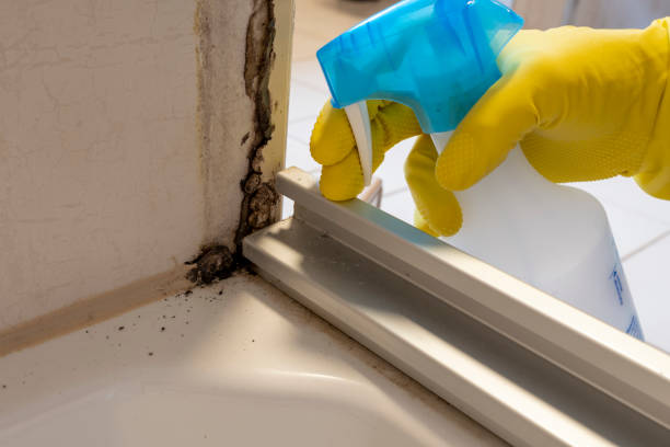 Best Attic Mold Remediation in South Charleston, WV