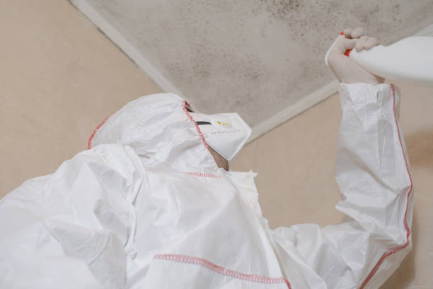 Best Localized Mold Remediation (e.g., coastal areas, humid climates) in South Charleston, WV