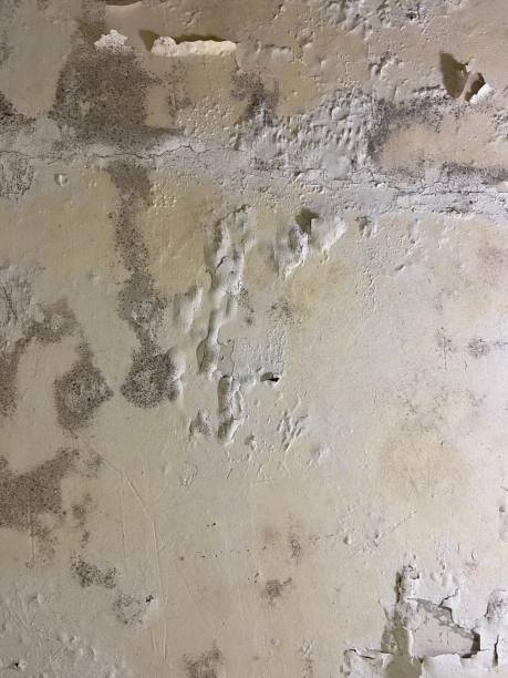 Best Mold Remediation for Schools in South Charleston, WV