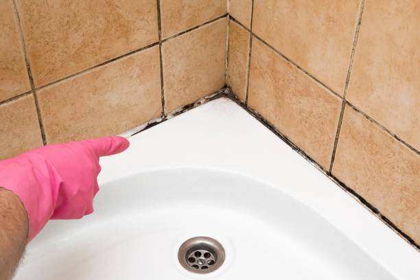 Best Attic Mold Remediation in South Charleston, WV