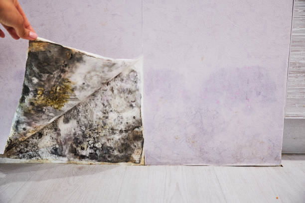 Best Emergency Mold Remediation in South Charleston, WV